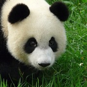 Panda Panda on My World.