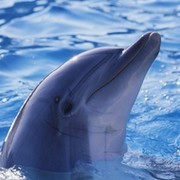 Сообщество дельфинов группа в Моем Мире.