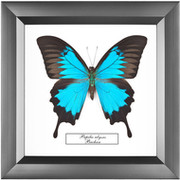 Insectopia .ru on My World.