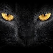 Black Cats on My World.