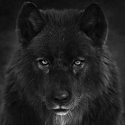 Black Wolf on My World.