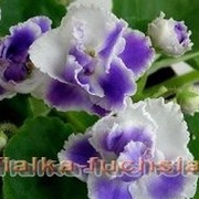 Венера Голышева on My World.
