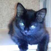 черный кот on My World.
