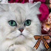 Светлана НФ 112 on My World.