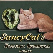 Британские кошки Sancy Cat's on My World.