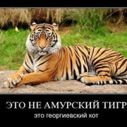 Тигра Львов on My World.